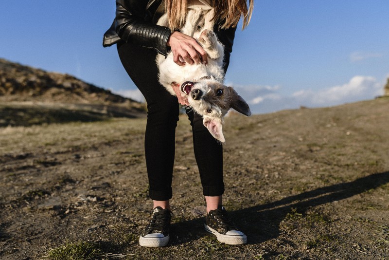 parson russell terrier en granada